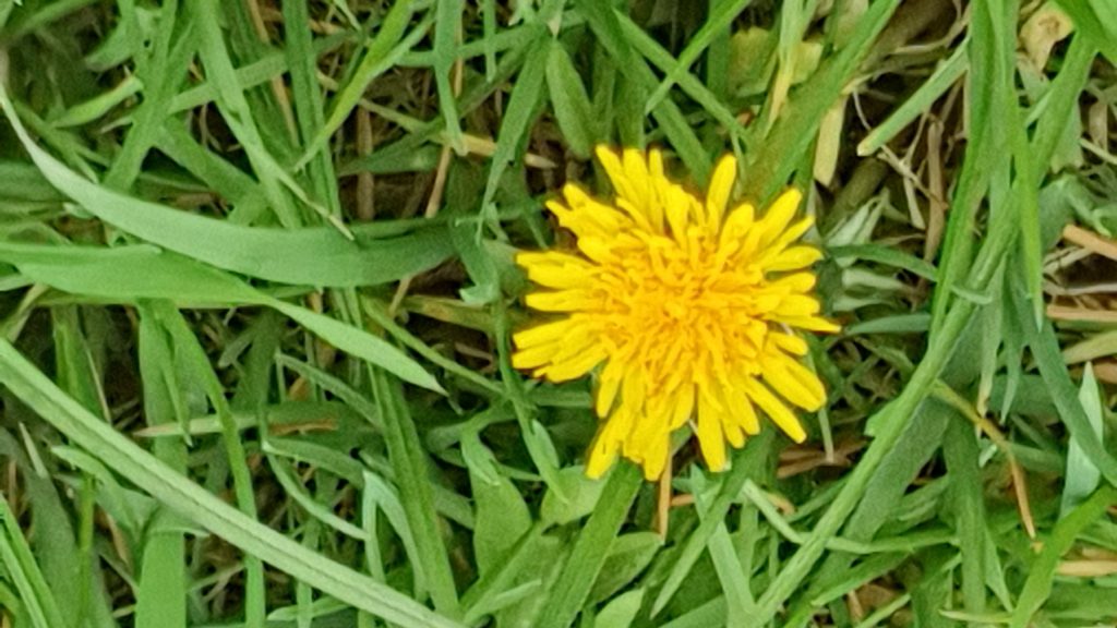 Graslandschaft mit Blume für Campingurlaub